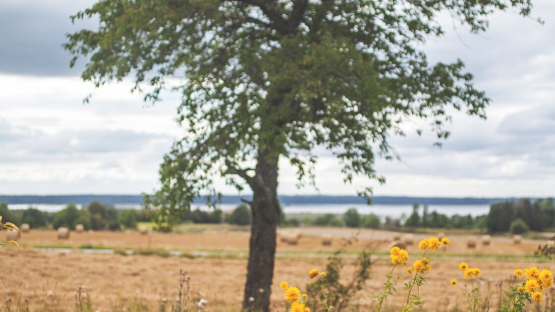 Garten Schweden