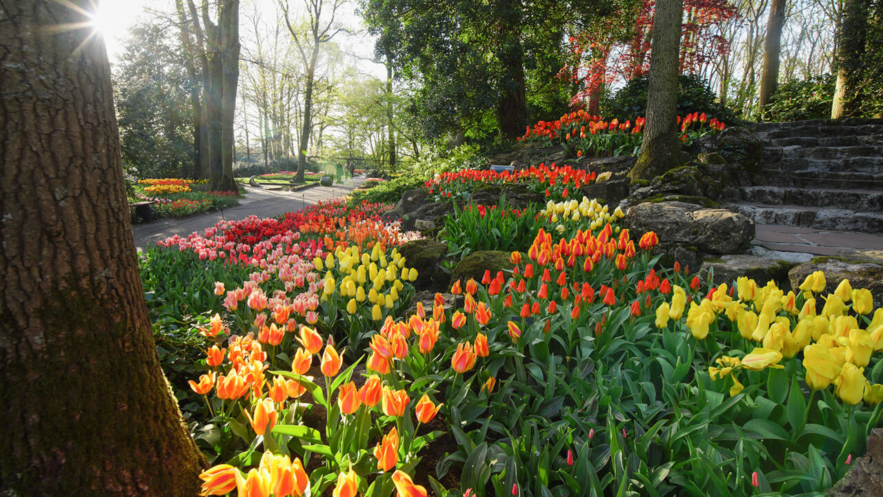 Gartenfestival/Blumenausstellung Keukenhof in den Niederlanden