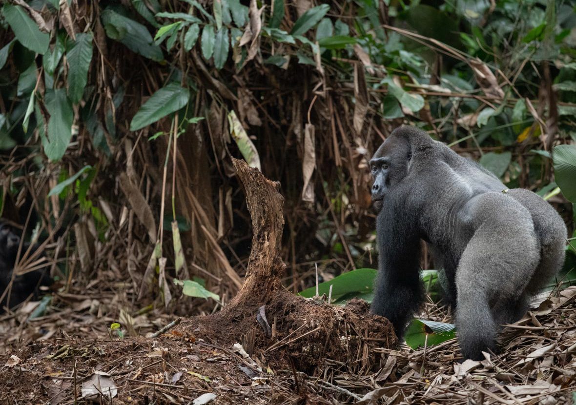 Kamba Kongo Gorillatracking