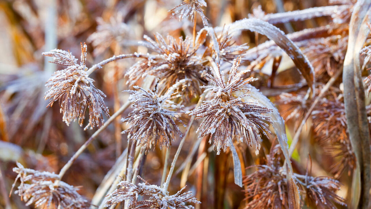 praerie-blumen-mit-frost