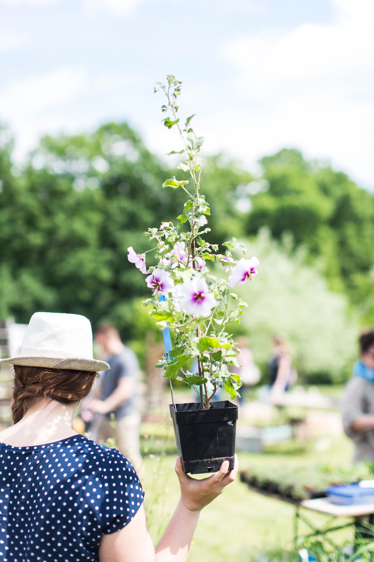 Park_Schloss_Branitz-GF_2016_FraumitClematis_Florian_Bröcker-14