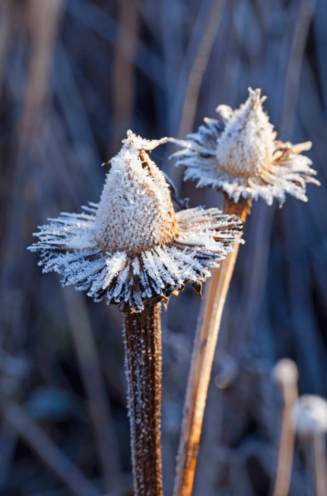 wuestenblumen-im-winter