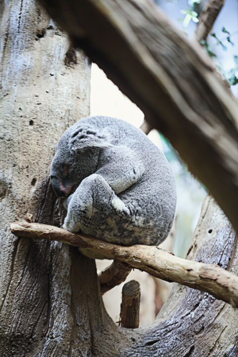 Faultier Oobi-Ooobi, Leipziger Zoo