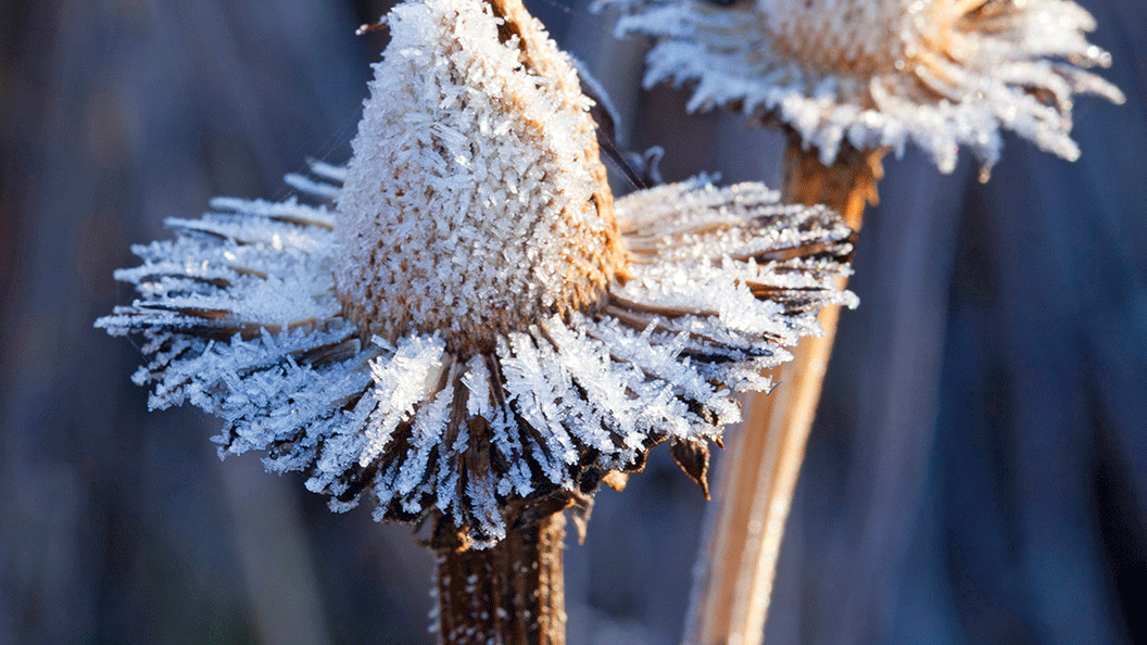 wuestenblumen-im-winter