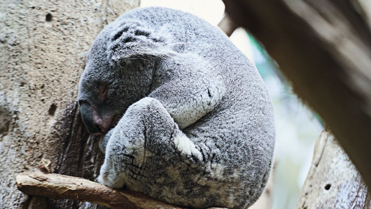 Faultier Oobi-Ooobi, Leipziger Zoo