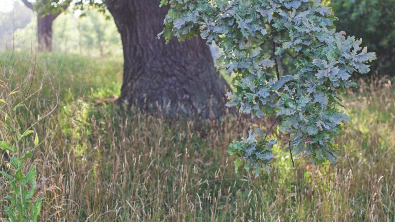 Das Experiment von Rosendal, Stockholm Das Experiment von Rosendal, Stockholm